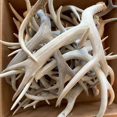 Box of white antlers