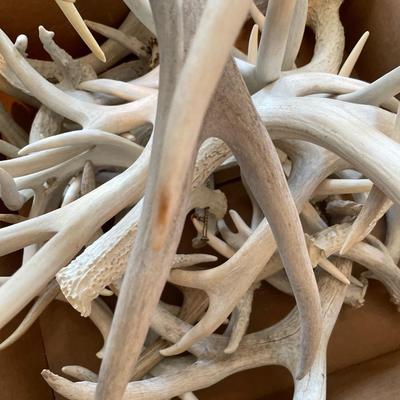 Box of white antlers