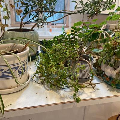 Plants in pots