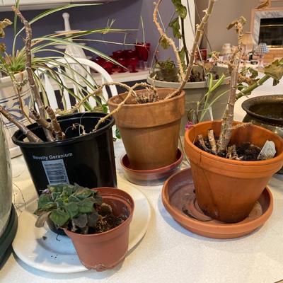 Plants in pots