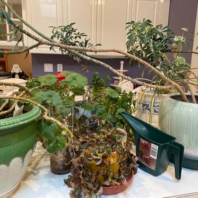 Plants in pots