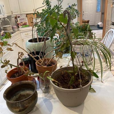 Plants in pots