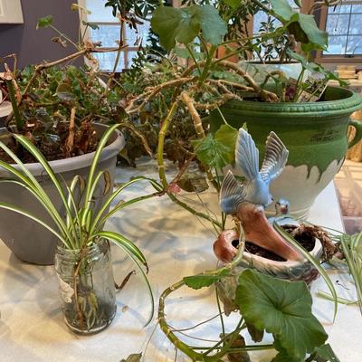 Plants in pots