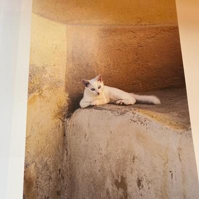 Books on Cats (D-MG)