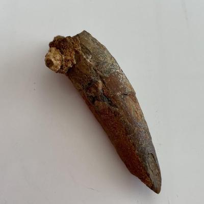 Genuine Spinosaurus tooth