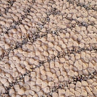 Dreamweaver floor rug