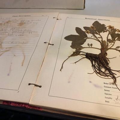 1904 Botanical Scrapbook w/ Actual Plants & Descriptions