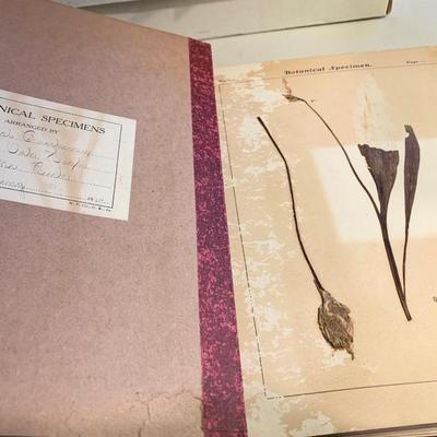 1904 Botanical Scrapbook w/ Actual Plants & Descriptions