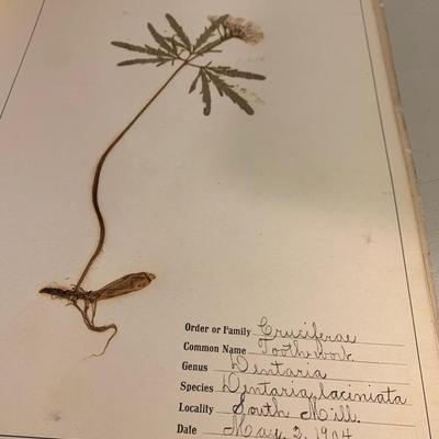 1904 Botanical Scrapbook w/ Actual Plants & Descriptions