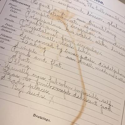 1904 Botanical Scrapbook w/ Actual Plants & Descriptions