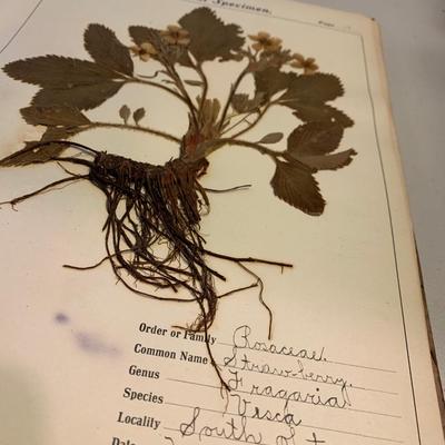 1904 Botanical Scrapbook w/ Actual Plants & Descriptions