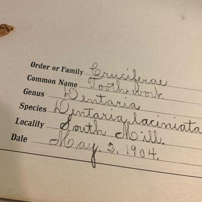 1904 Botanical Scrapbook w/ Actual Plants & Descriptions