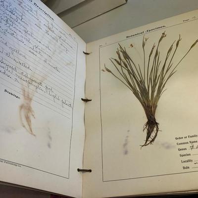 1904 Botanical Scrapbook w/ Actual Plants & Descriptions