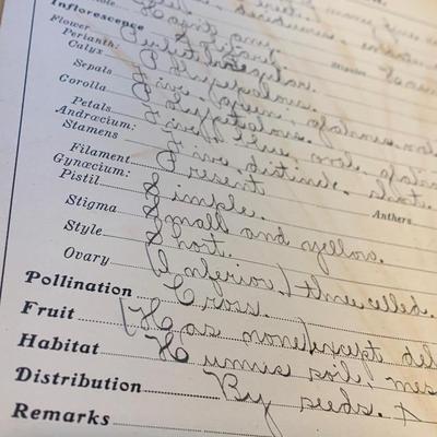 1904 Botanical Scrapbook w/ Actual Plants & Descriptions
