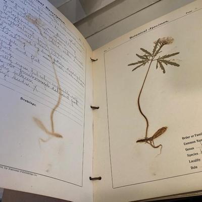 1904 Botanical Scrapbook w/ Actual Plants & Descriptions
