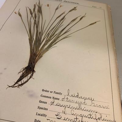 1904 Botanical Scrapbook w/ Actual Plants & Descriptions