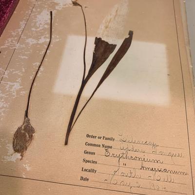 1904 Botanical Scrapbook w/ Actual Plants & Descriptions