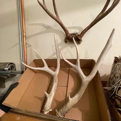 3 Sets of Antlers
