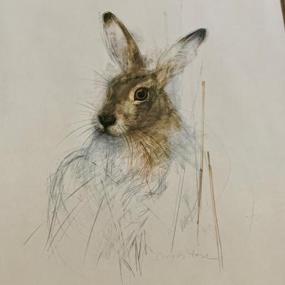 LOT 55 M: Framed Print "Hare" by Chad Stase