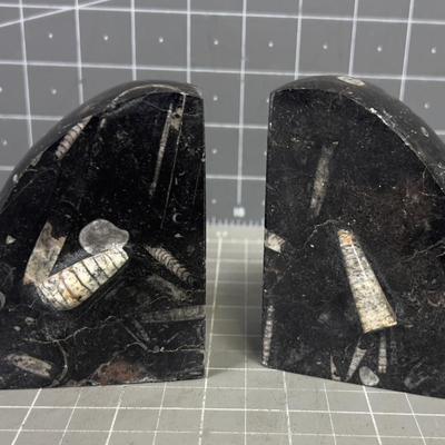 Fossil Bookends