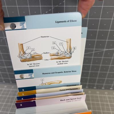 Anatomy Flash Card Set, OHHH Who's going to school? 