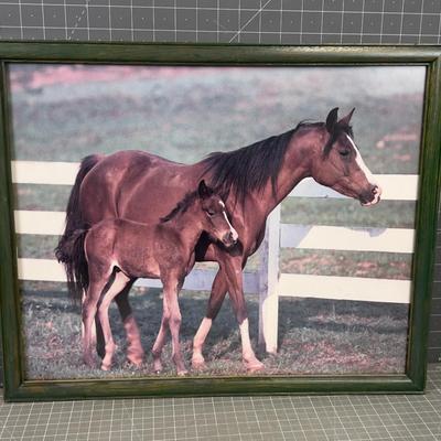 Framed Horse and Foul Photo