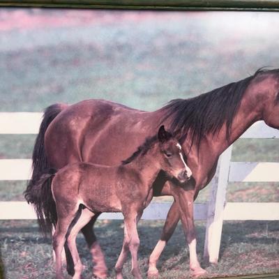 Framed Horse and Foul Photo