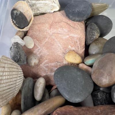 Rocks, Shells & Fossils