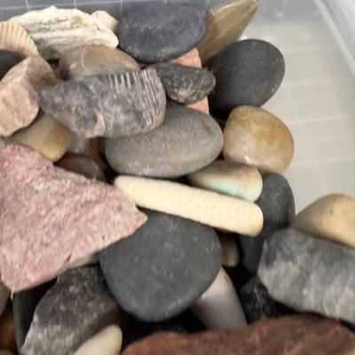 Rocks, Shells & Fossils