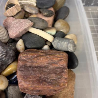 Rocks, Shells & Fossils