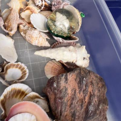 Rocks, Shells & Fossils