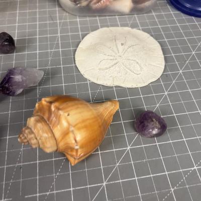 Rocks, Shells & Fossils