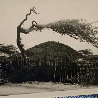Rare 1950s Real Photo Postcards - Aruba Scenes