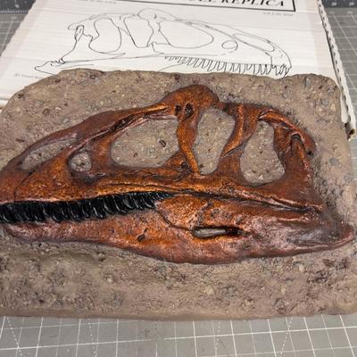 Allosaurus Skull Replica