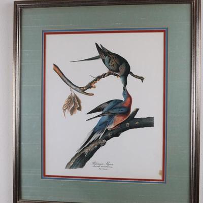 Framed & Matted Passenger Pigeon Artwork by John James Audubon
