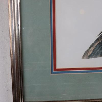 Framed & Matted Passenger Pigeon Artwork by John James Audubon