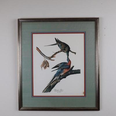 Framed & Matted Passenger Pigeon Artwork by John James Audubon