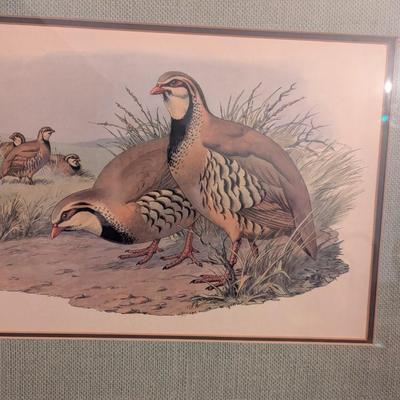Approx 27 1/2" x 21 1/2" Framed 1970's Quail Print