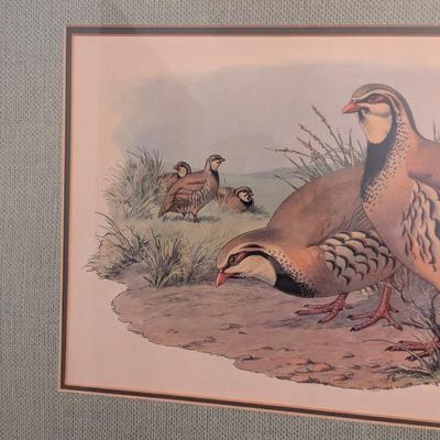 Approx 27 1/2" x 21 1/2" Framed 1970's Quail Print