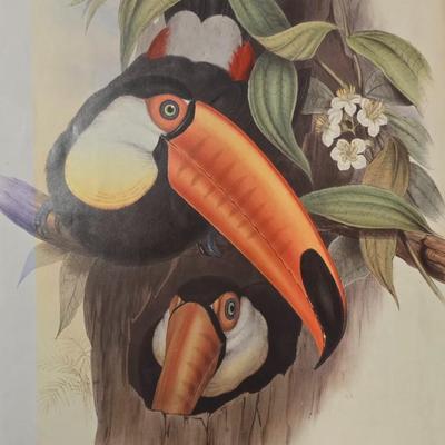 Toco Toucan by John Gould