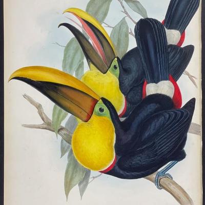 Tocard Toucan by John Gould