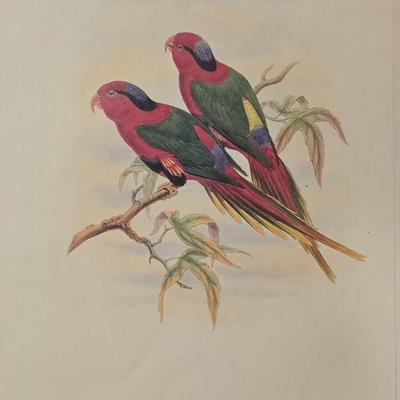 Charmosyna Josephine By John Gould