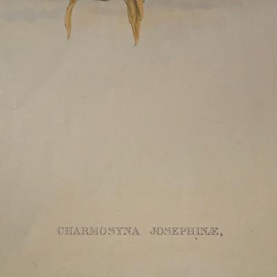 Charmosyna Josephine By John Gould
