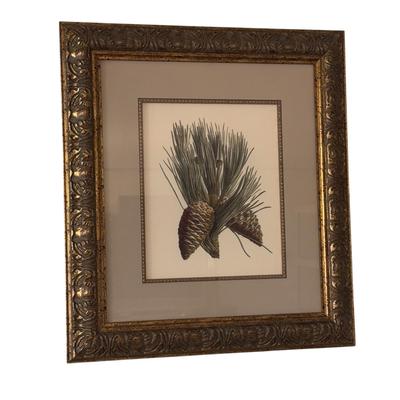 Two Framed Pine Cone Prints (LR-DZ)