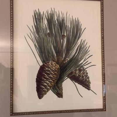 Two Framed Pine Cone Prints (LR-DZ)