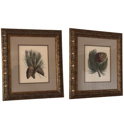 Two Framed Pine Cone Prints (LR-DZ)