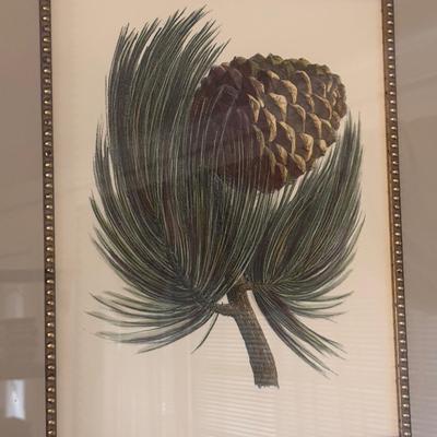 Two Framed Pine Cone Prints (LR-DZ)