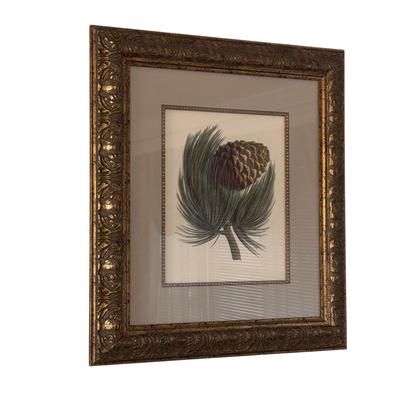 Two Framed Pine Cone Prints (LR-DZ)