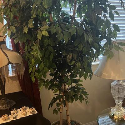 Ficus tree