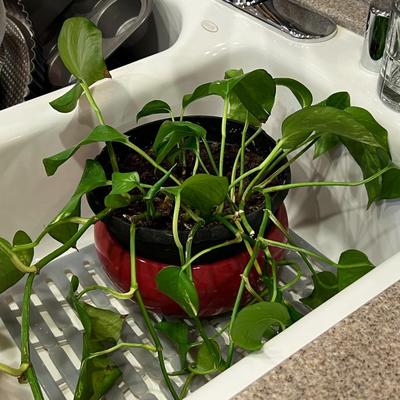 Plant